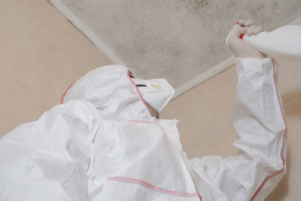 DIY Mold Remediation